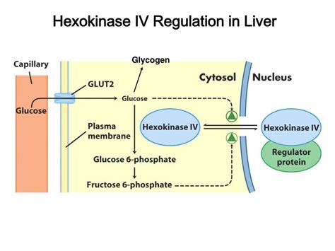 fbs (hexokinase)|hexokinase 4.